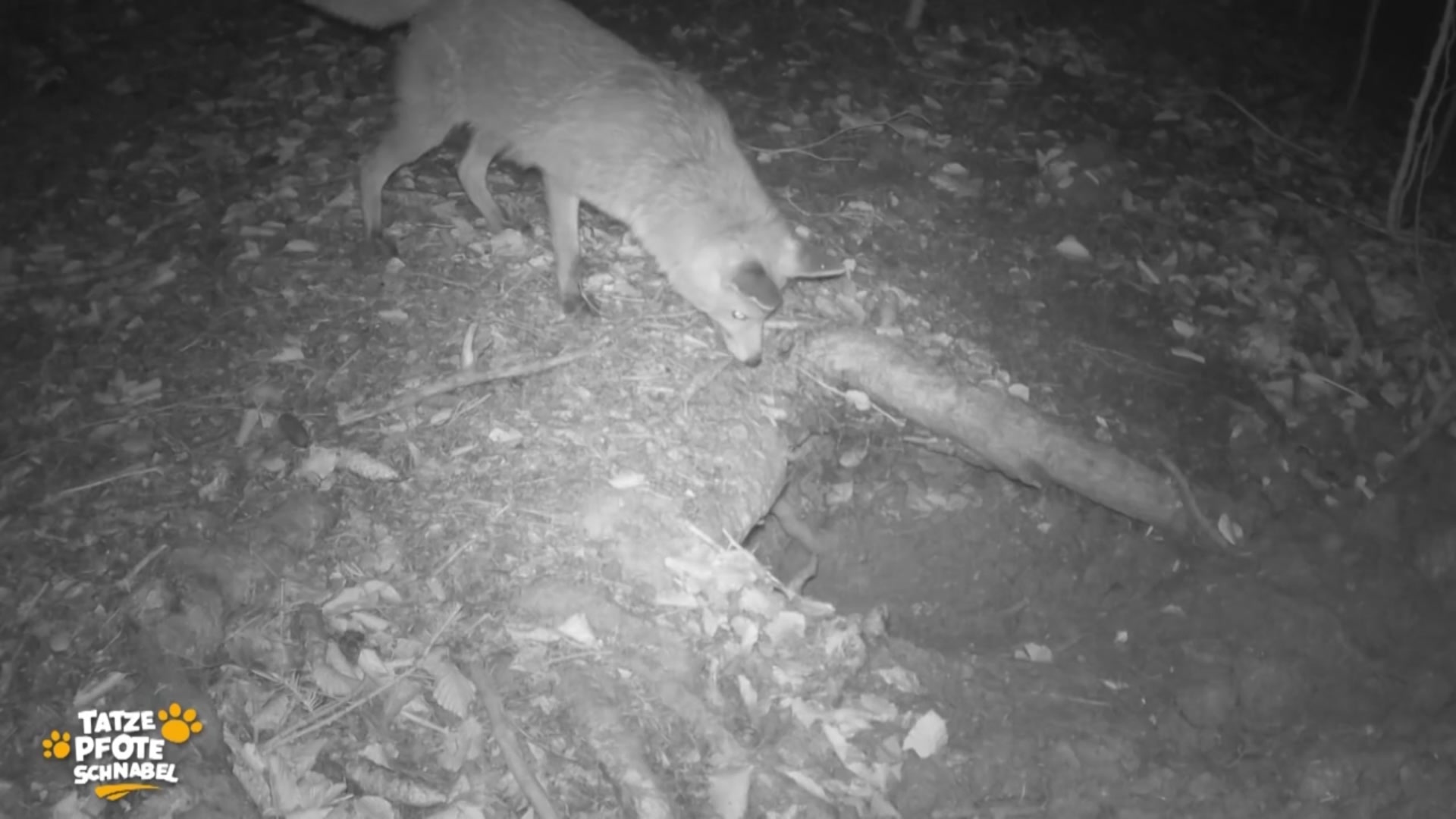 Realisierung einer Wildtierbrücke