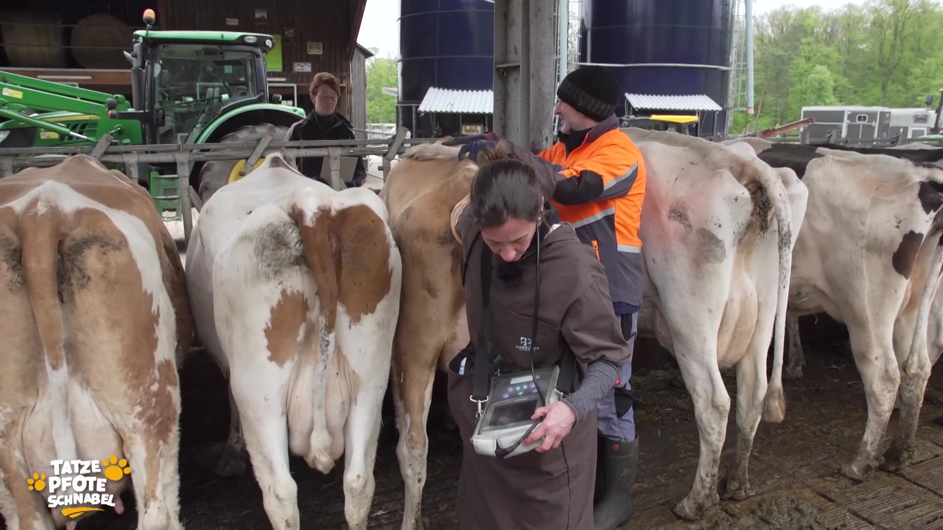  Gibt es in der Kuh-Herde des Bio-Landwirts bald Nachwuchs?