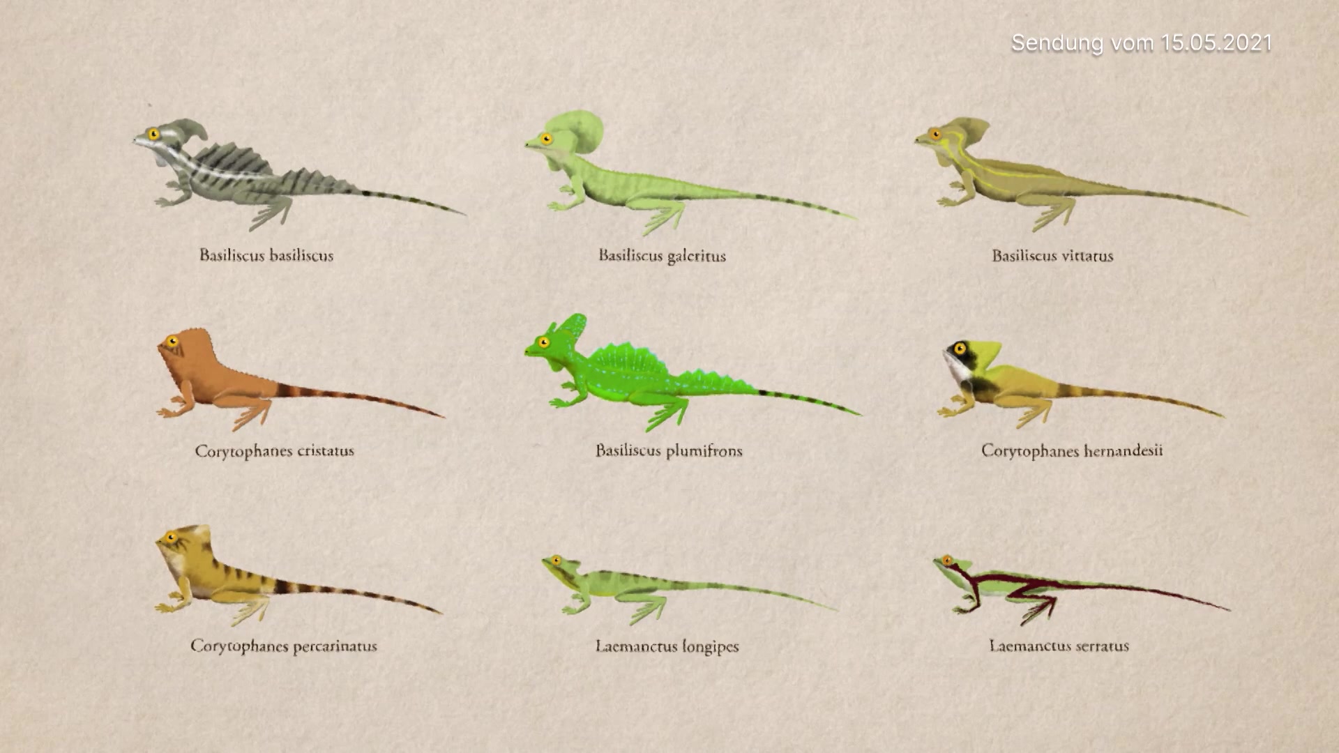 Der Stirnlappenbasilisk