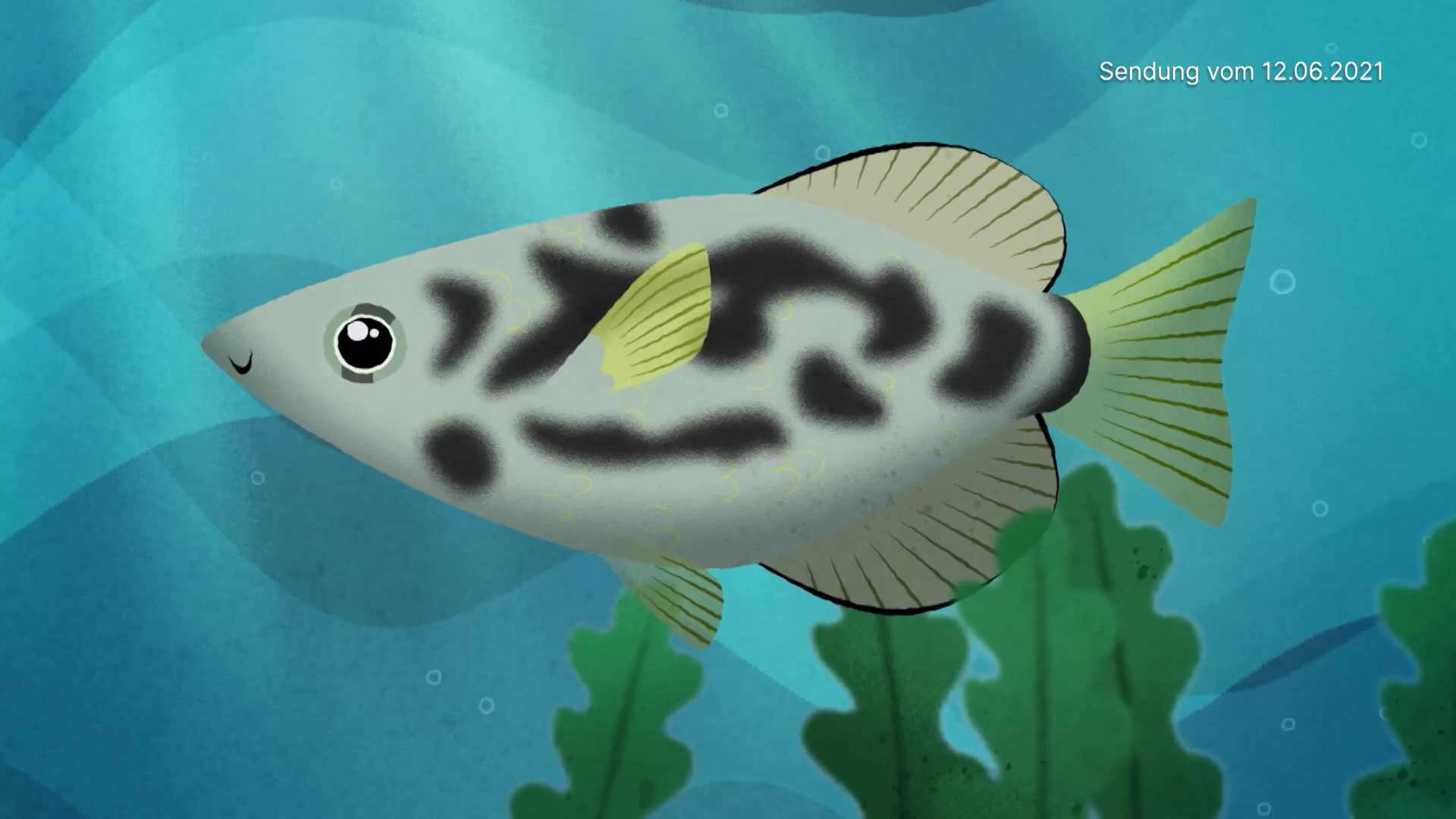 Der Leopard-Schützenfisch