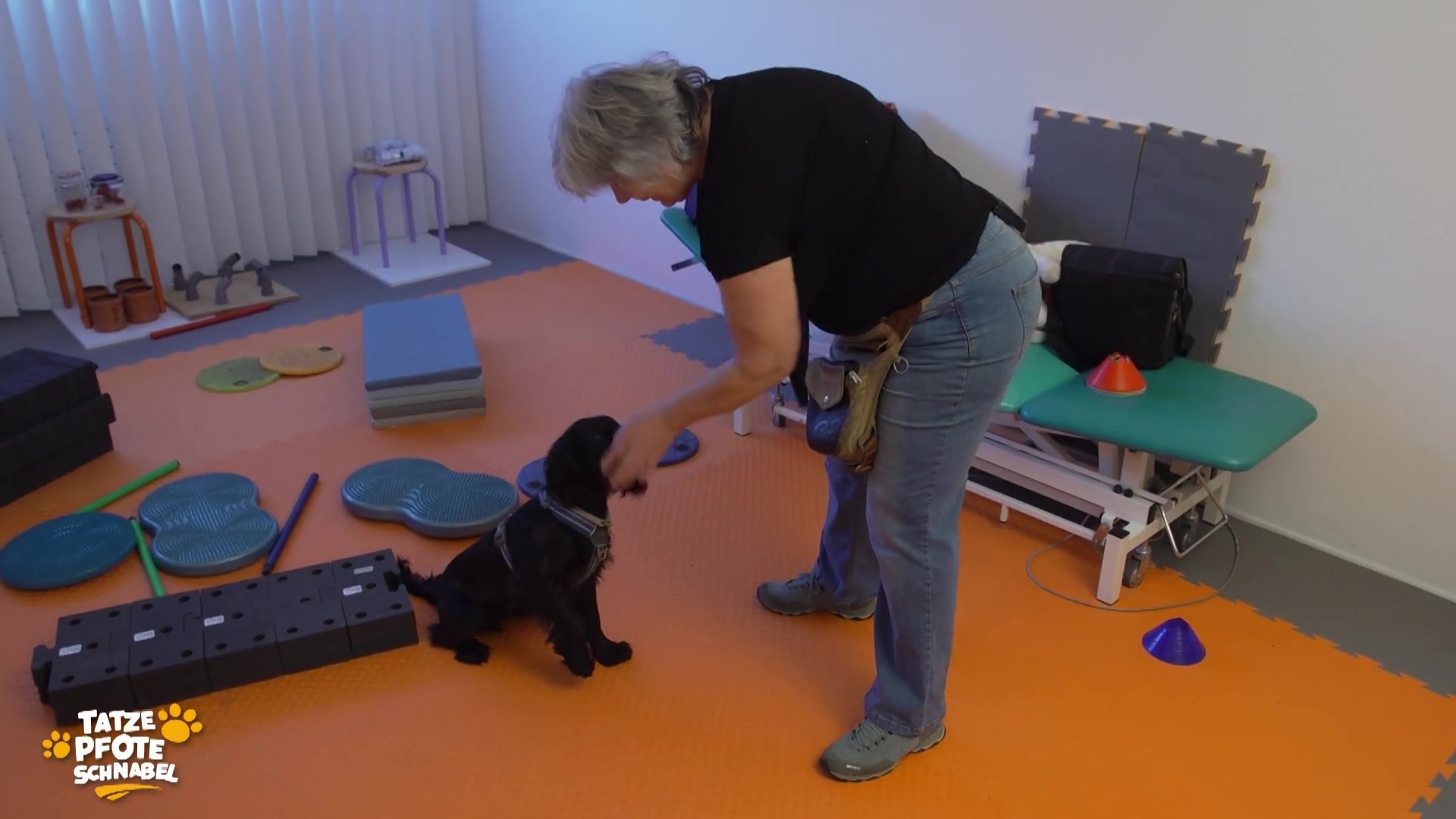 Spürhunde im Training - So lernen sie zu suchen