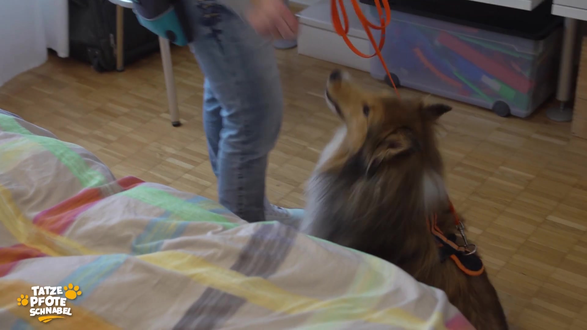 Bettwanzenspürhunde im Einsatz