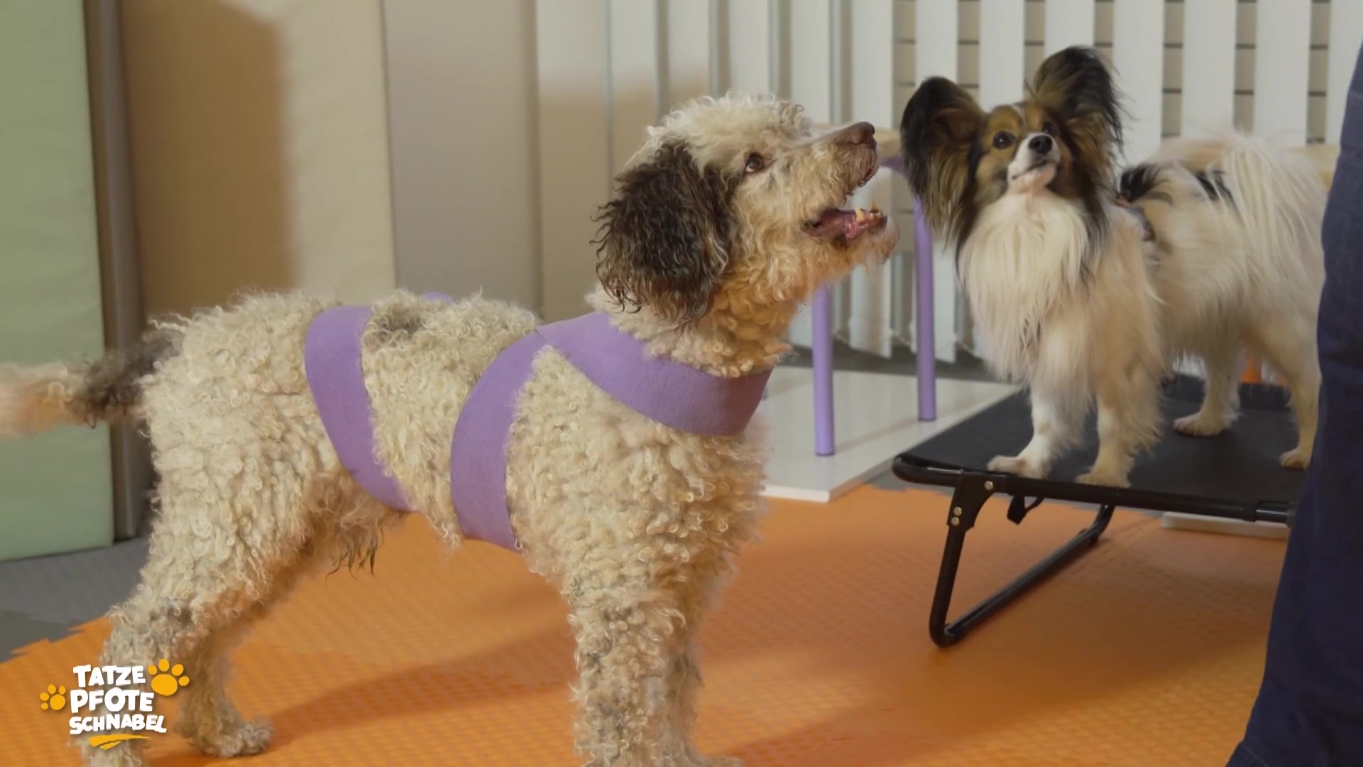 Hunde-Wellness: Fit und entspannt durch Bewegung und Ruhe