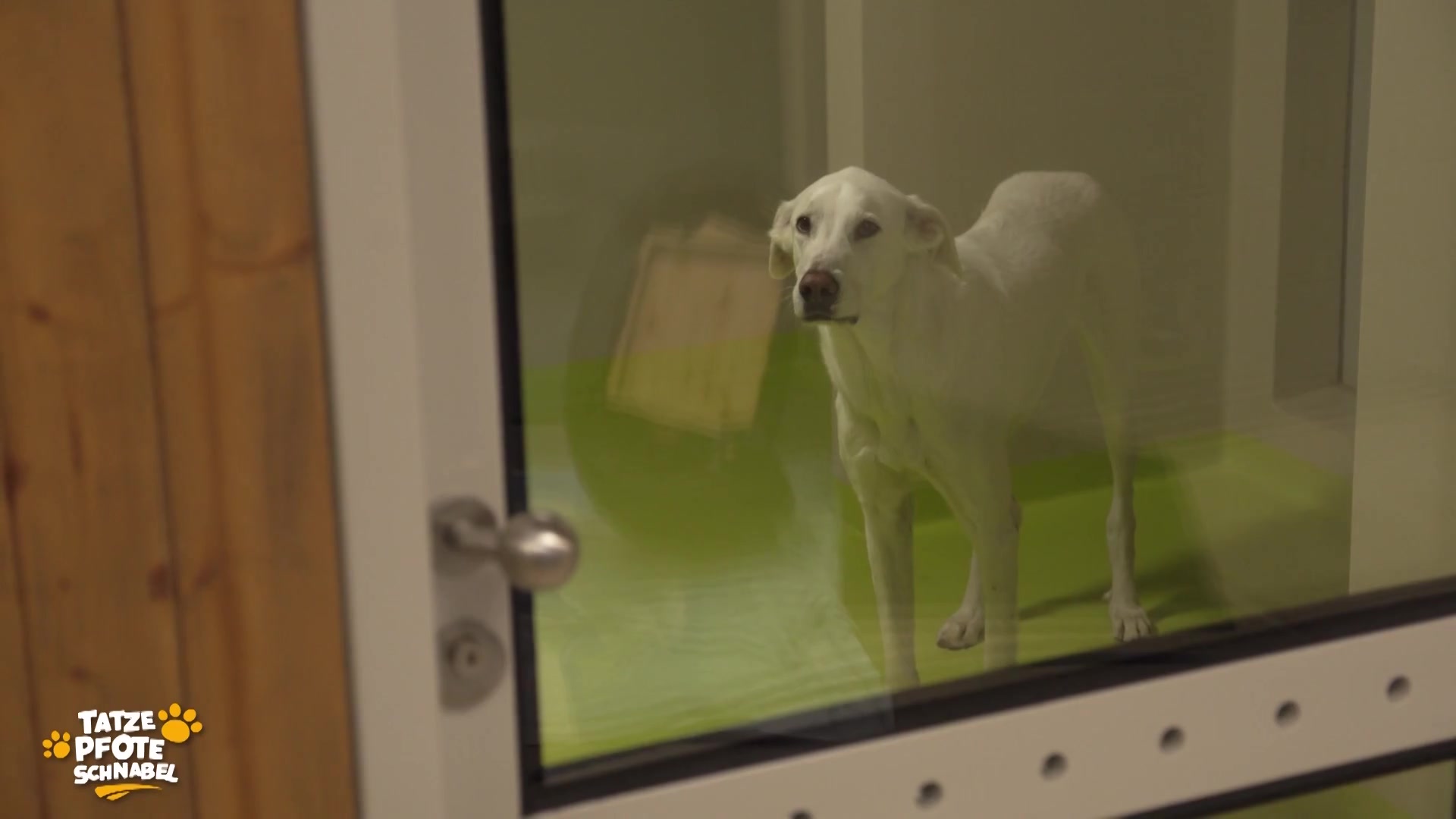 Hundealltag im Tierheim an der Birs