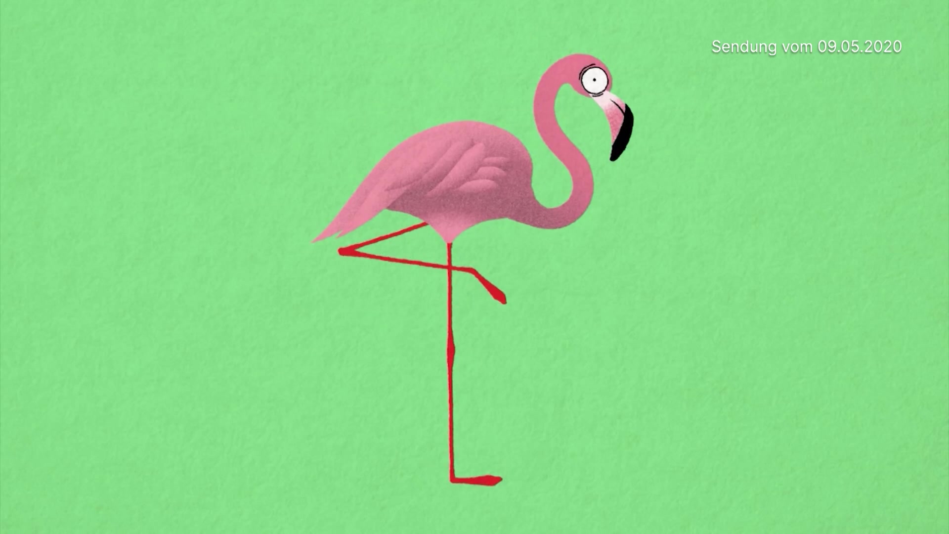 Der Flamingo