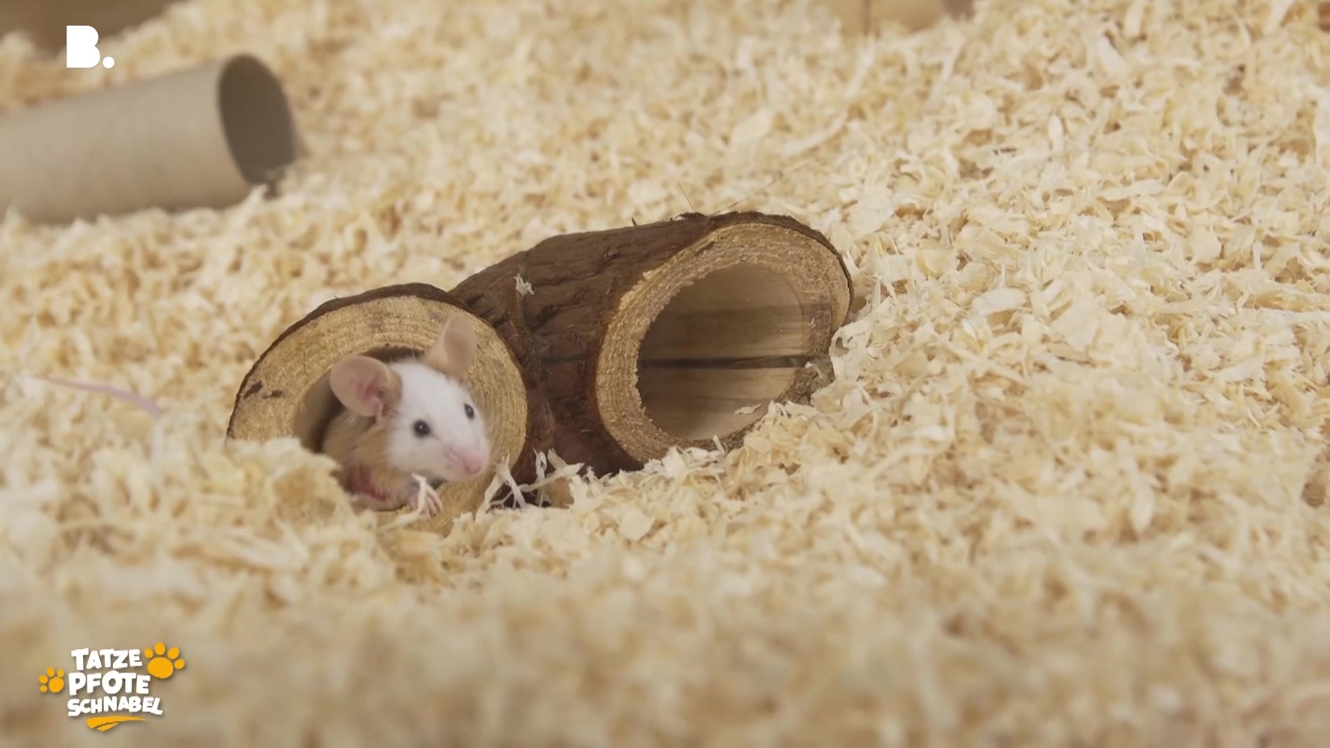 Kleine Tiere, grosse Verantwortung- Alltag im Tierheim