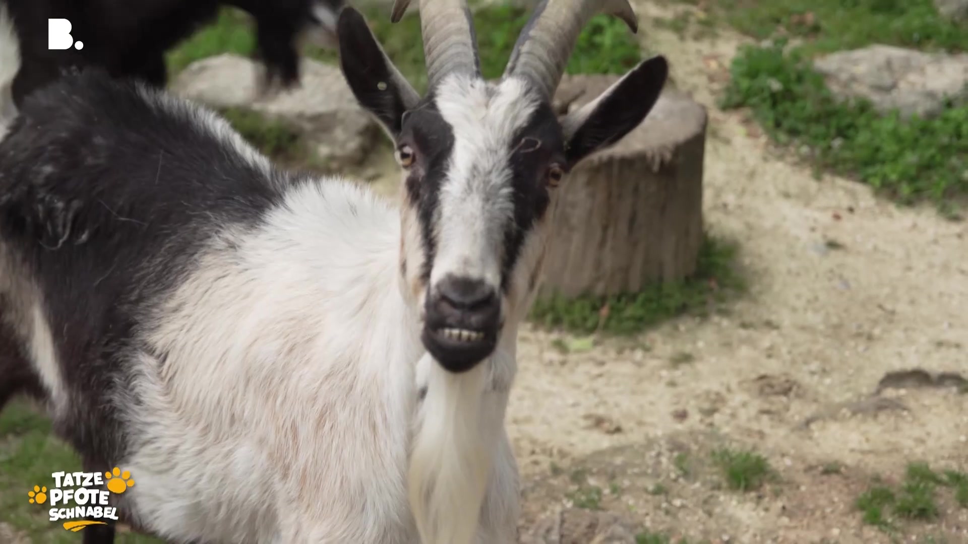 Liebevolles Zuhause für gerettete Tiere