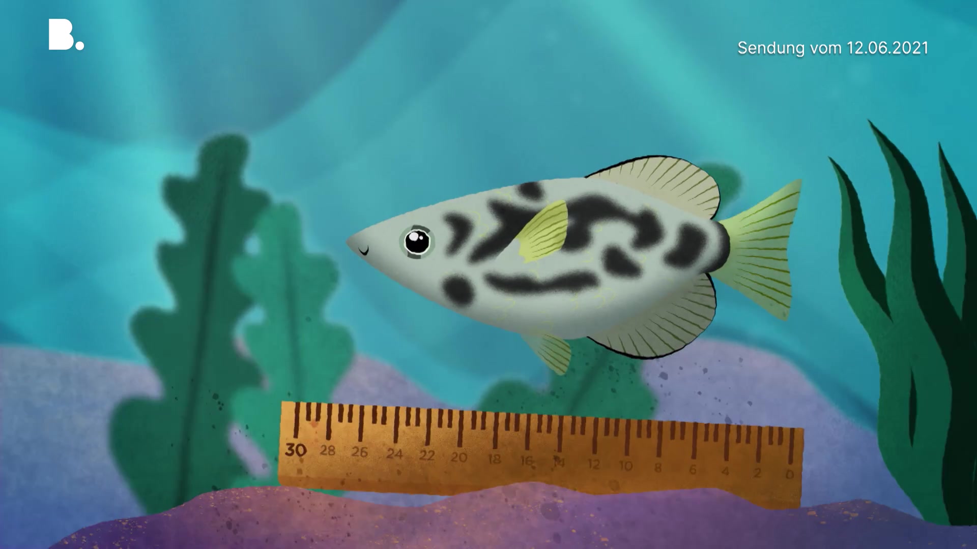 Der Leopard-Schützenfisch