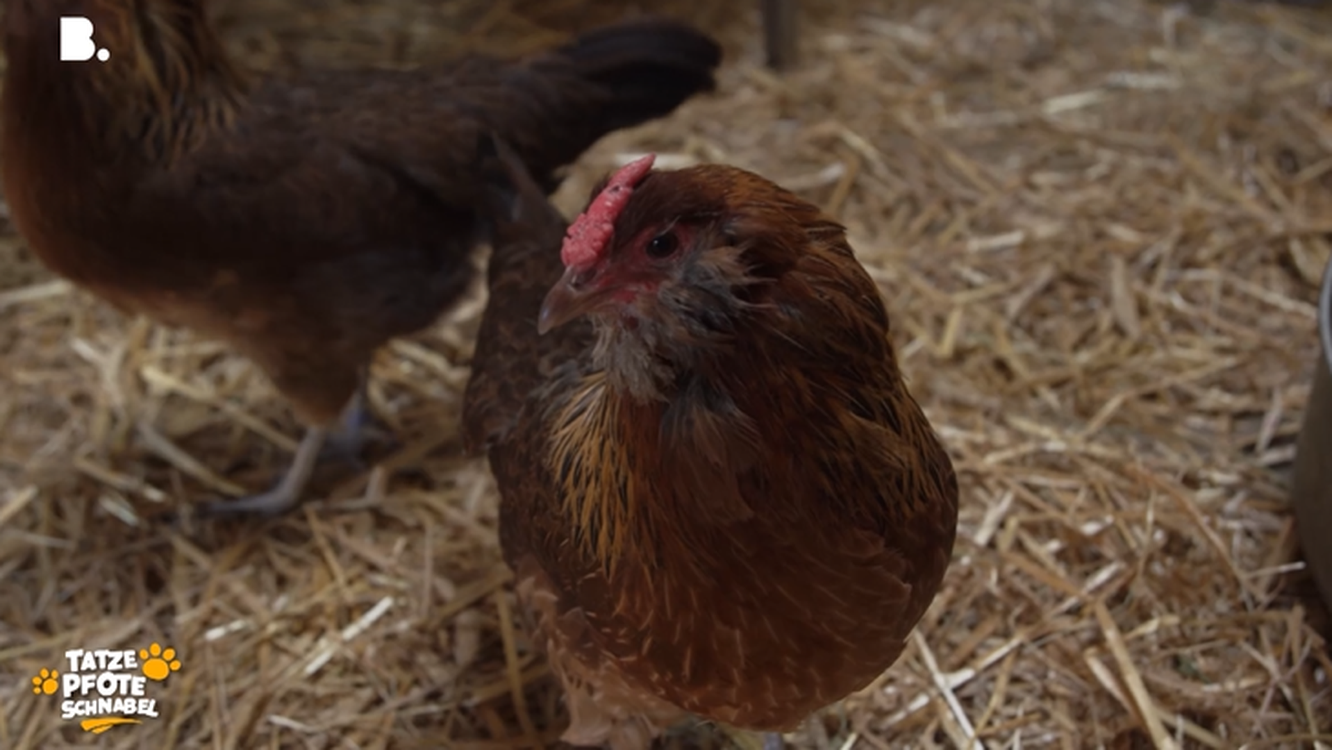 Tiere der Meriangärten