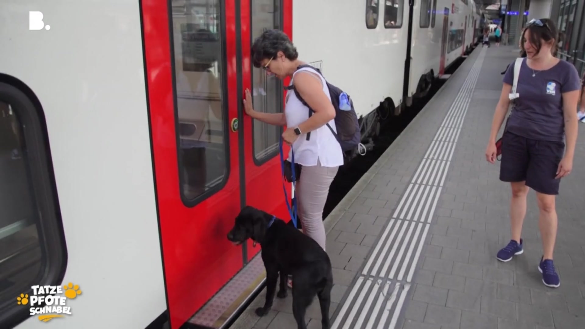 Blindenhundeschule - Einblick ins Junghundetraining