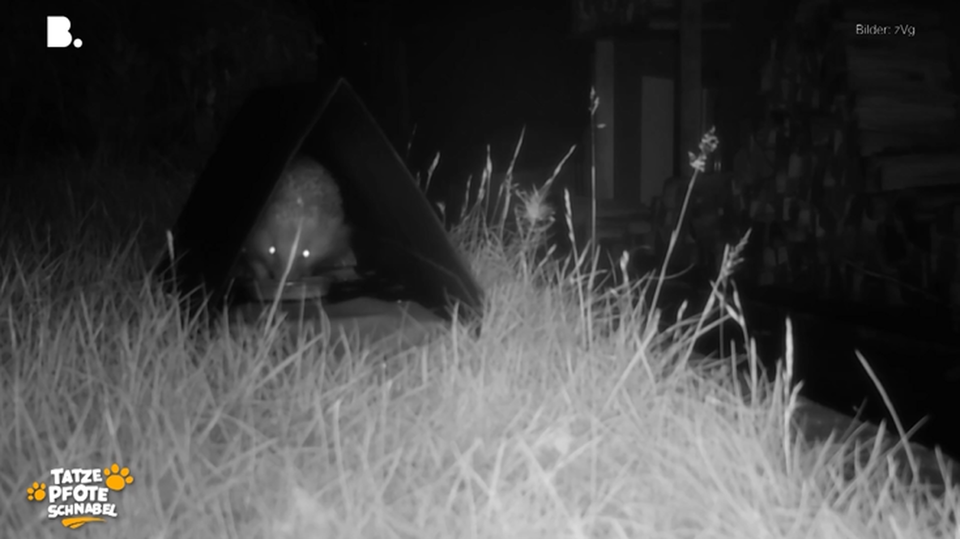 Igel-Monitoring – Freiwillige im Einsatz