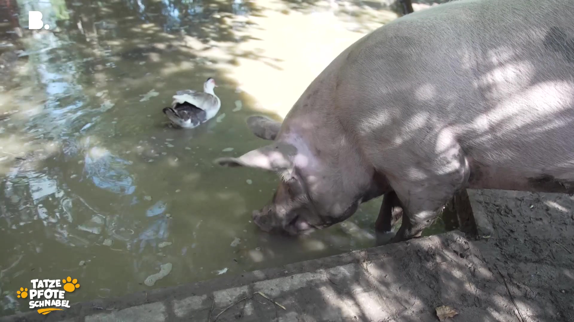 Zuhause für Tiere in Not