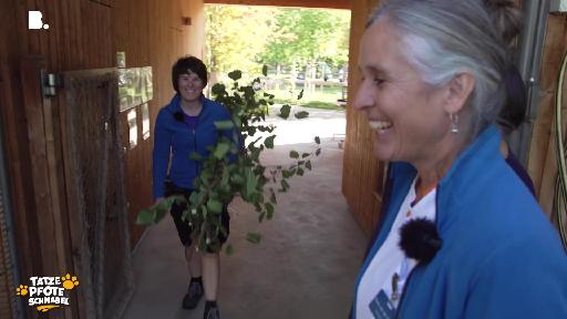 Tatze, Pfote, Schnabel