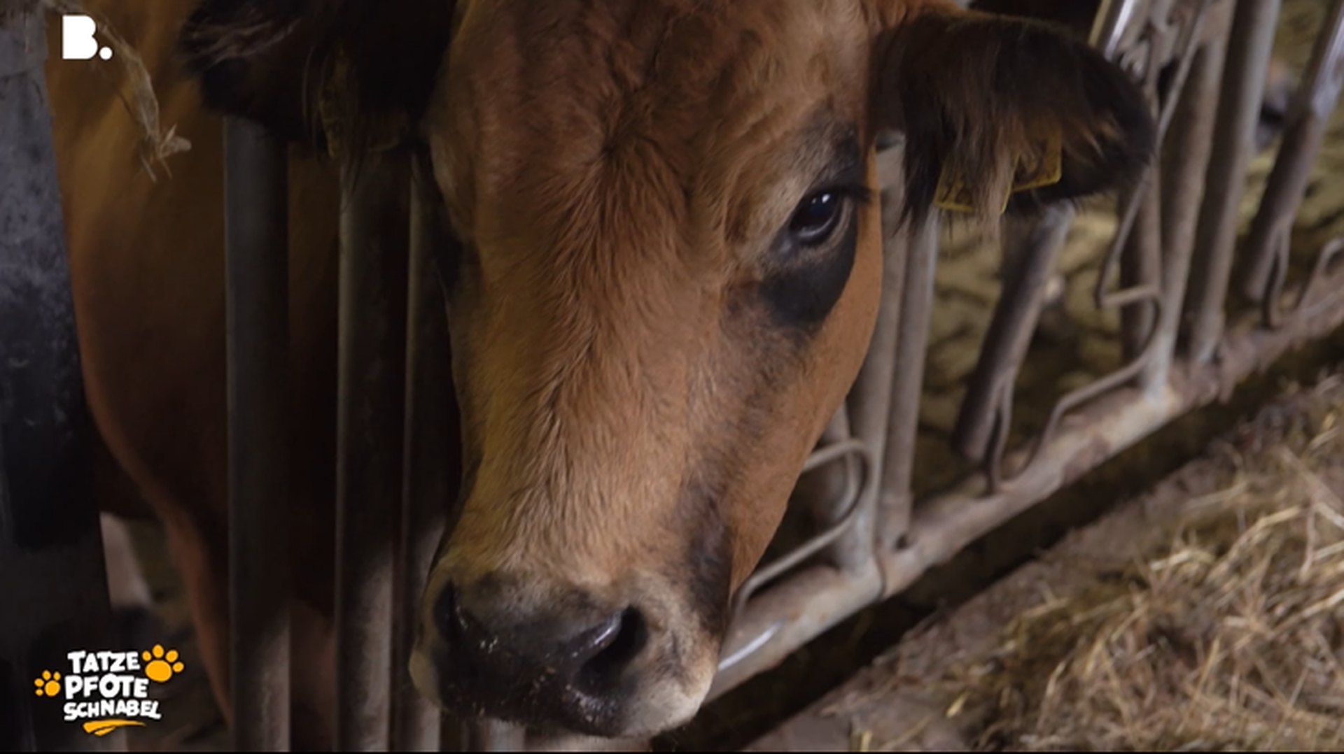 Ein Besuch auf dem Hof Obere Klus