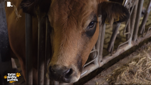 Tatze, Pfote, Schnabel