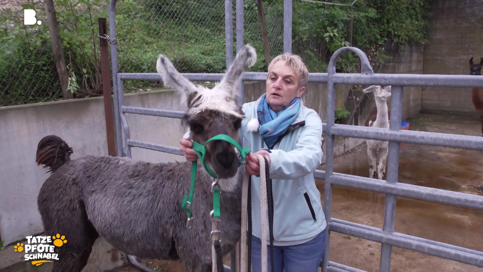 Lamas & Alpakas im Einsatz