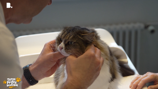 Tierdermatologie im Einsatz