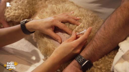 Ferris im Allergie-Check