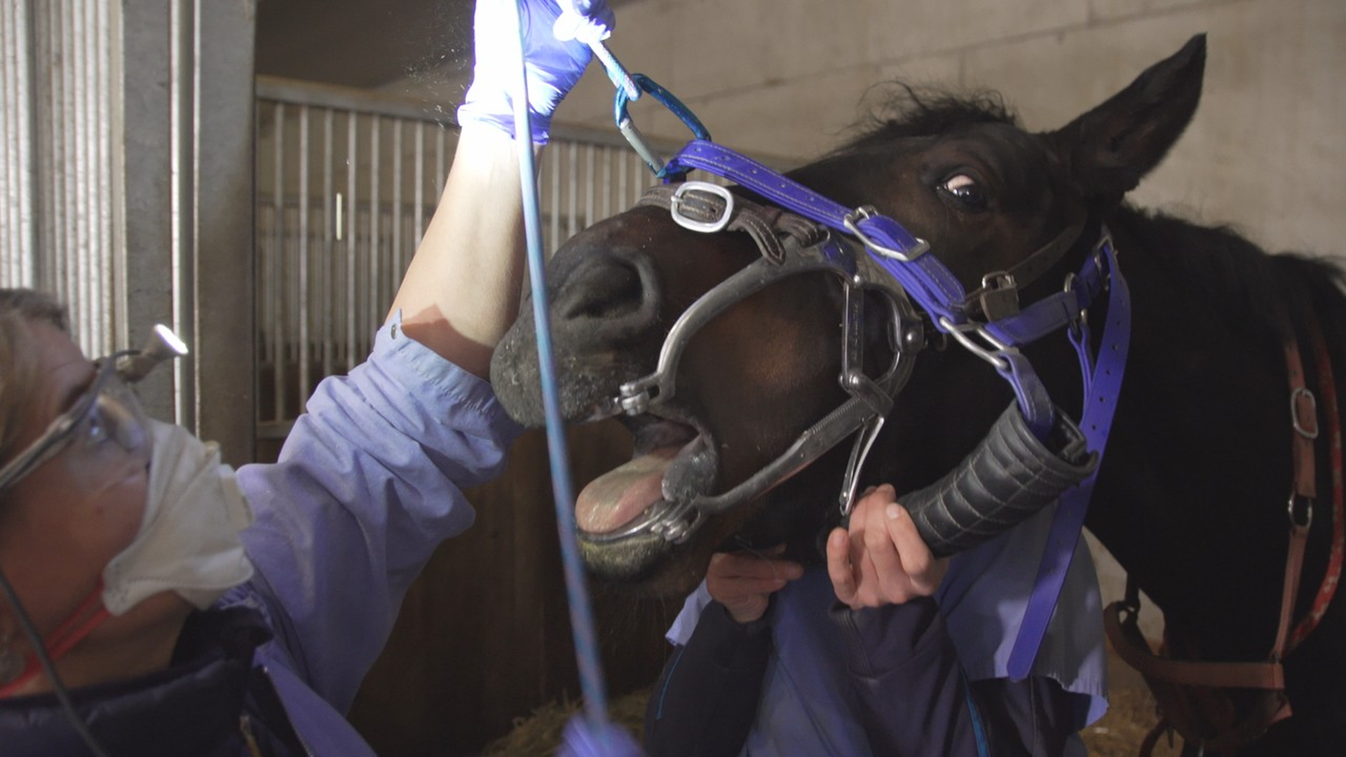 Wenn Pferde zum Zahnarzt müssen