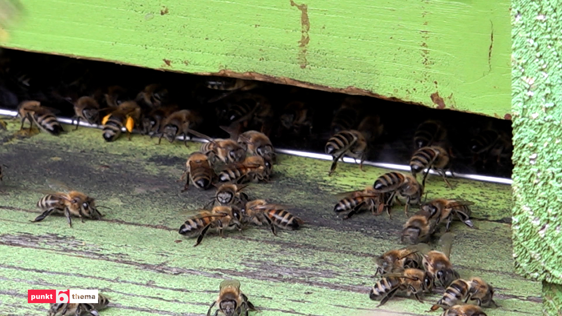 Weltbienentag im Tierpark Lange Erlen