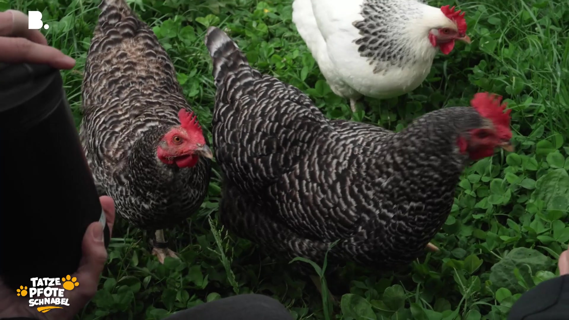 Compas: Tiere unterstützen Menschen