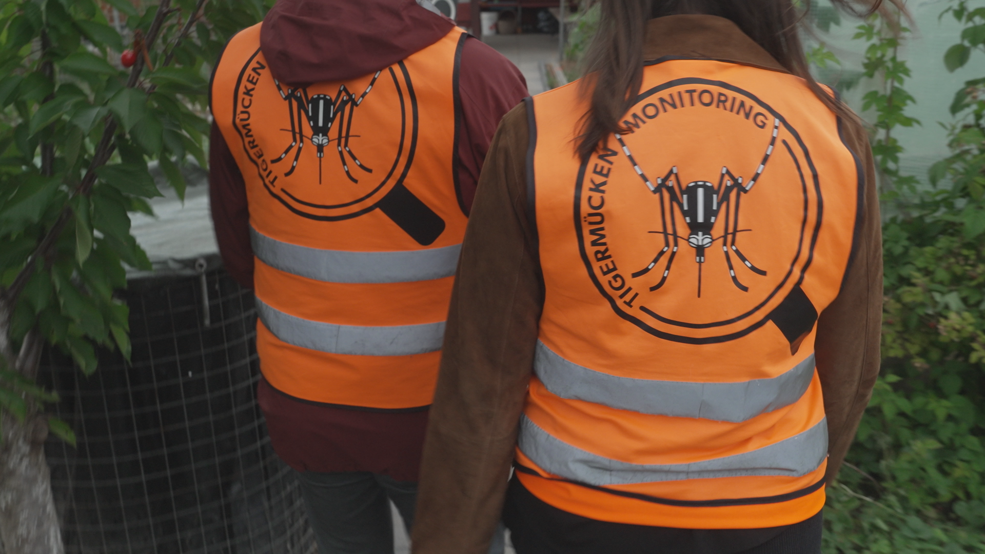 Tigermücke unter Beobachtung