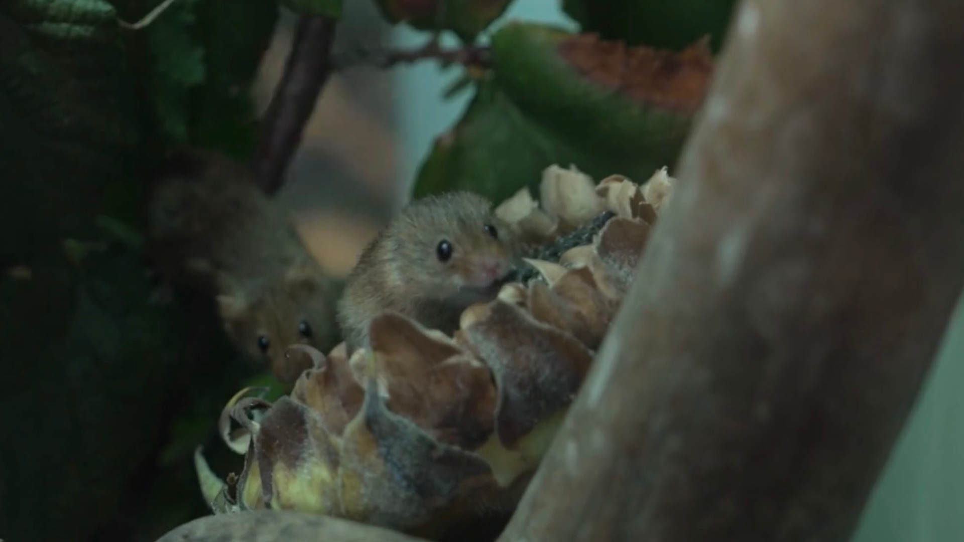 Tiere aus Römerzeiten