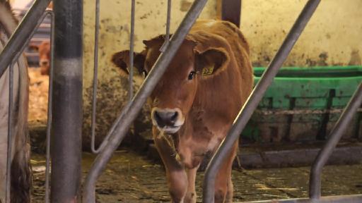 Auf dem Hof «Obere Klus» in Aesch steht das Tierwohl bei der Fleischproduktion an erster Stelle