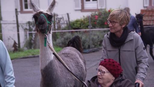 Die Bewohner des «Pflegezentrum Falkenstein» tanken Energie beim Spaziergang mit dem Lamas