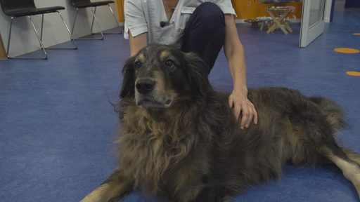 Achtung, wenn dein Hund am Morgen oft hustet