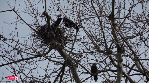 Krähen-Problem in Basel bleibt vorerst ungelöst