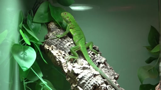 Zolli züchtet erfolgreich Antillen-Leguane