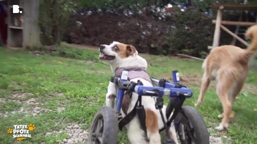 Ein Zuhause für Tiere mit Handicap