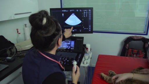 Hund Rudy leidet an einer insuffizienten Herzklappe