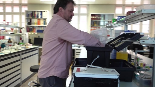 Erstmals wurde das Dengue-Virus an einer Tigermücke in Basel nachgewiesen