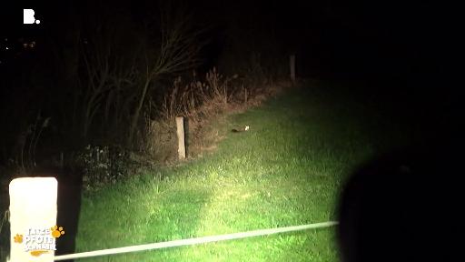 Nächtliche Wildtierzählung mit der Jagdgesellschaft Aesch