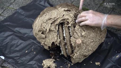 Fachpersonen bündeln Kräfte gegen Asiatische Hornisse