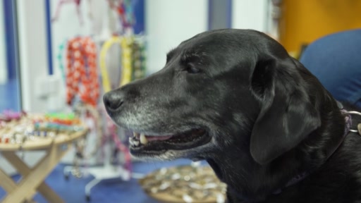 Hündin Una hat einen Kreuzbandriss – darum wird das Kreuzband nicht repariert