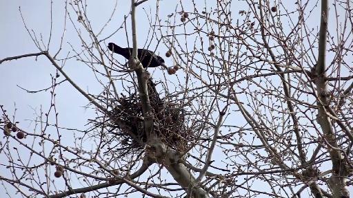 Basel sucht nach Lösung für die Krähenplage