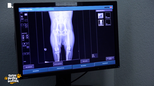 Hündin Una erlitt einen Kreuzbandriss