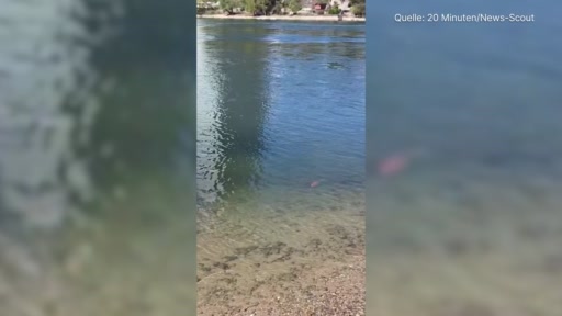 Koi hat sich im Rhein verirrt