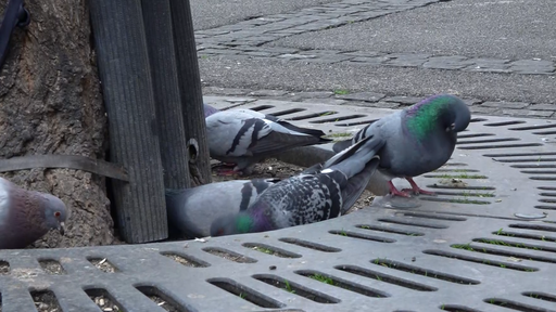 Tauben in Basel: Zwei Ideen für ein Problem