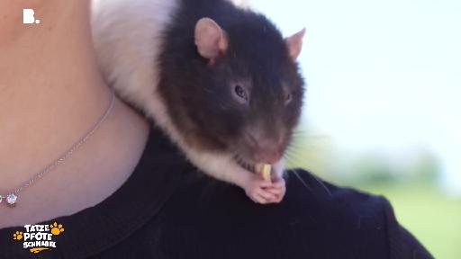 Ratte Oskar spielte in einer deutschen Serie mit