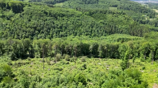 Dem Muttenzer Wald wird der Puls gefühlt