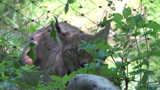 Der Tierpark Lange Erlen freut sich über den Luchsnachwuchs
