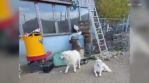 Untersuchungsbericht zum Tierschutzfall Ramiswil liegt vor