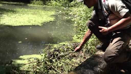 Der Charme hinter dem Naturschutzgebiet in Anwil