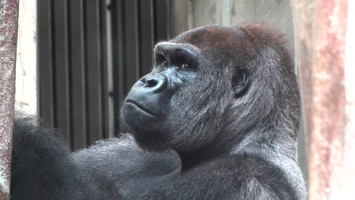 Gorillamännchen im Zolli musste getötet werden