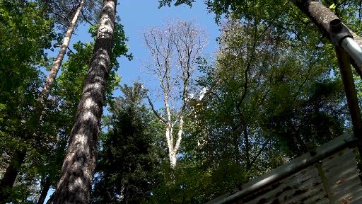 Die Trockenheit schadet langfristig den Bäumen im Baselbiet
