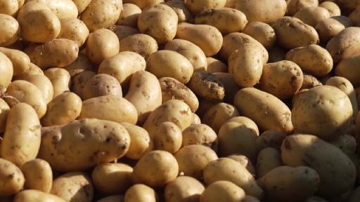 Hitzesommer: Kartoffelernte fällt schlecht aus